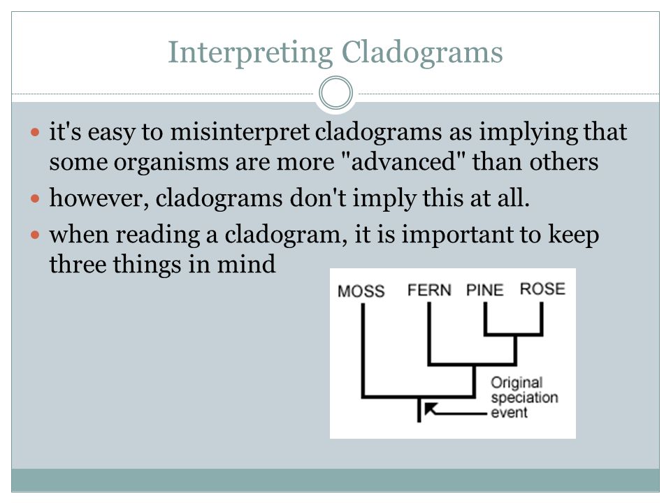 cladogram