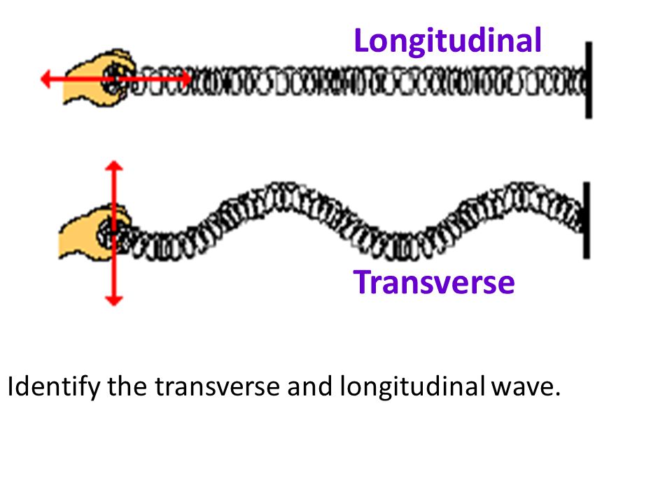 Longitudinal Transverse Identify the transverse and longitudinal wave.