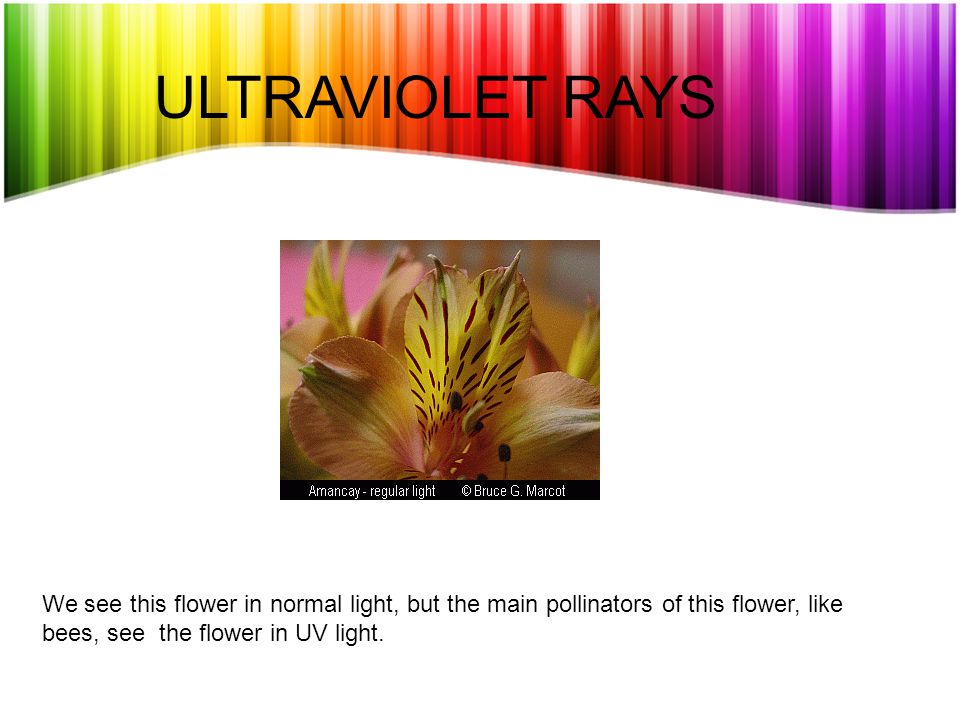 ULTRAVIOLET RAYS We see this flower in normal light, but the main pollinators of this flower, like bees, see the flower in UV light.