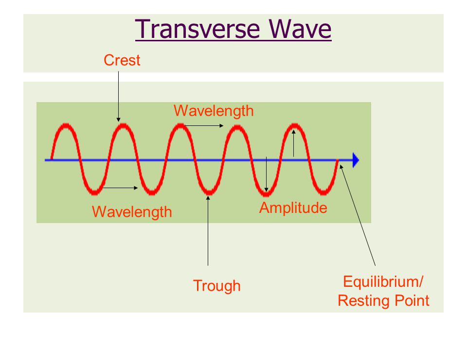 Transverse Wave Crest Wavelength Amplitude Wavelength Equilibrium/