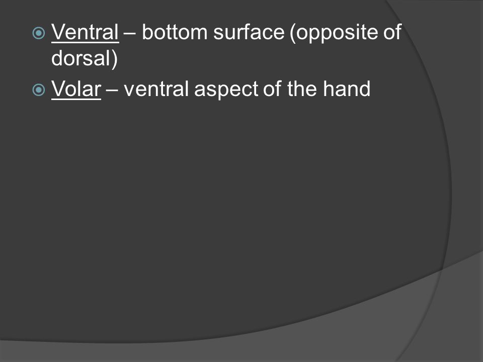 Ventral – bottom surface (opposite of dorsal)