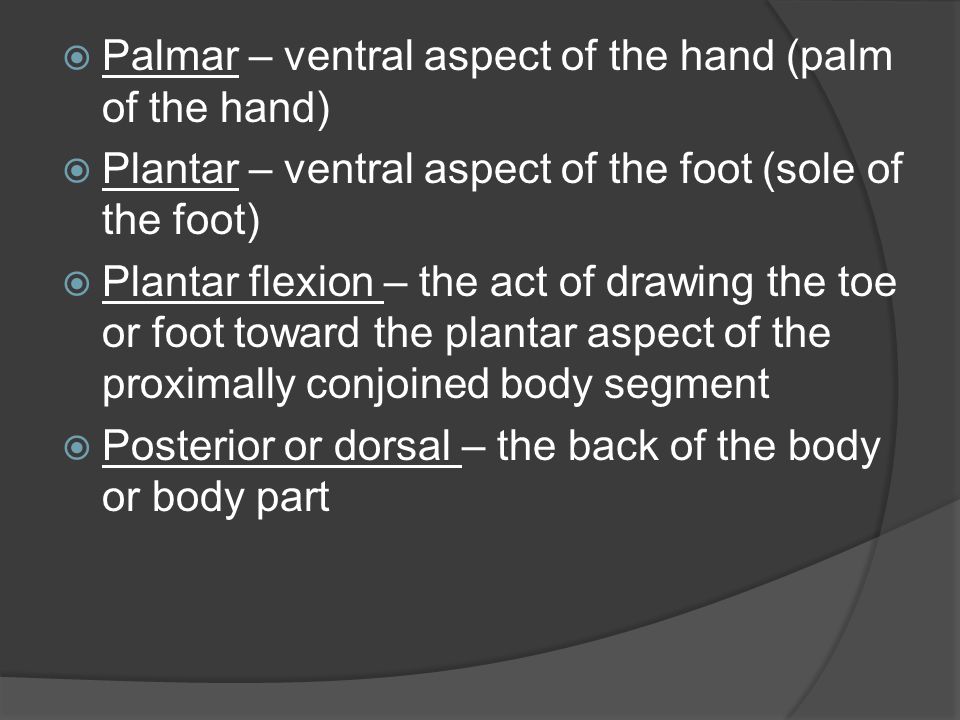 Palmar – ventral aspect of the hand (palm of the hand)