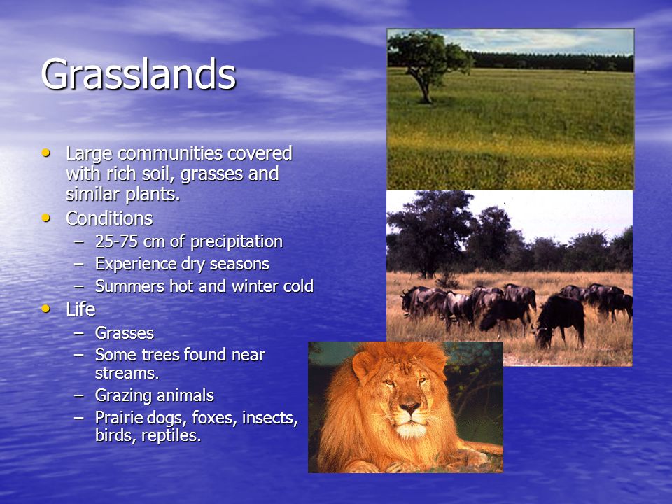 Grasslands Large communities covered with rich soil, grasses and similar plants. Conditions cm of precipitation.