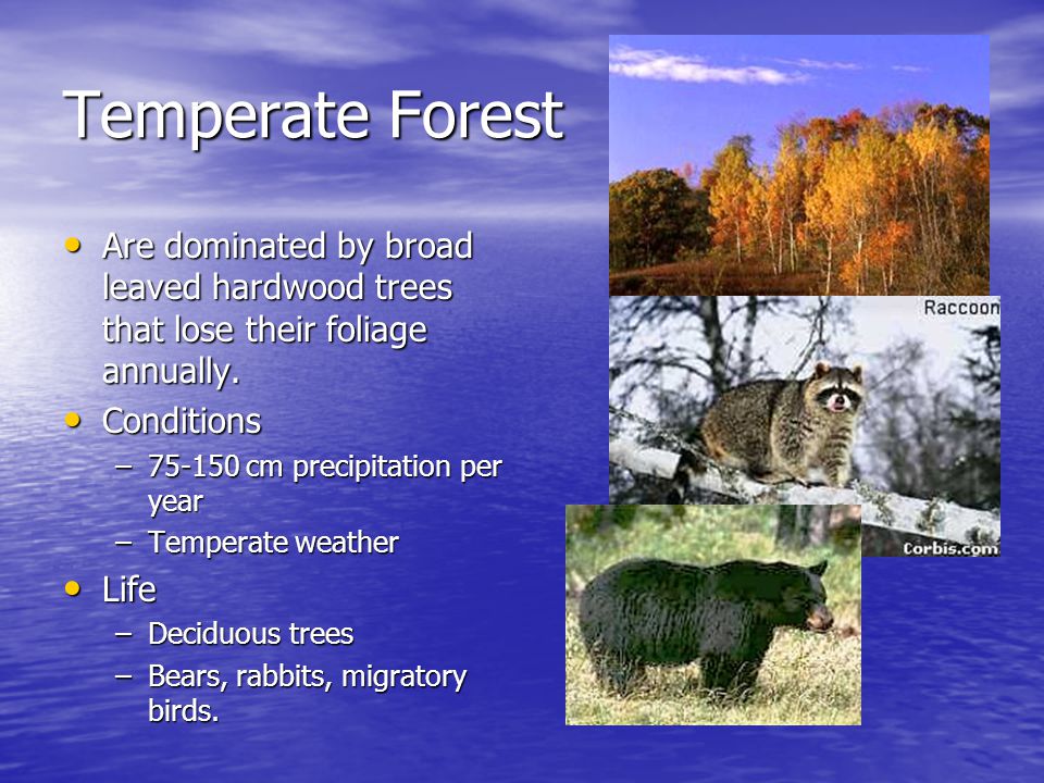 Temperate Forest Are dominated by broad leaved hardwood trees that lose their foliage annually. Conditions.