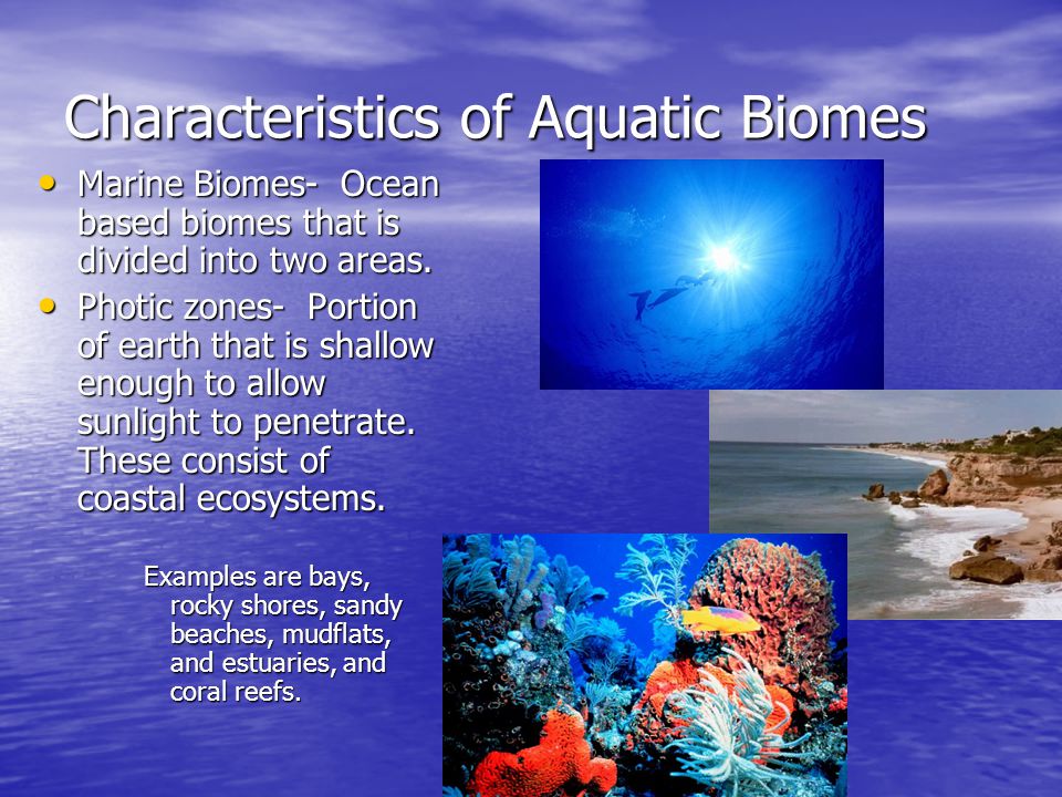 Characteristics of Aquatic Biomes