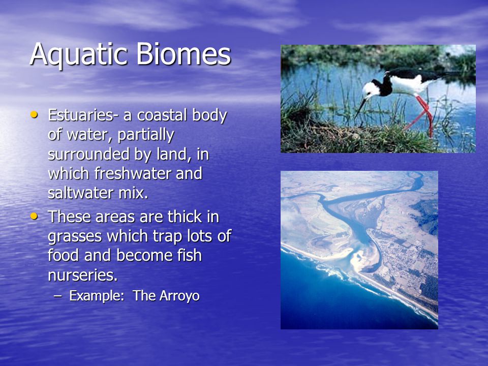 Aquatic Biomes Estuaries- a coastal body of water, partially surrounded by land, in which freshwater and saltwater mix.