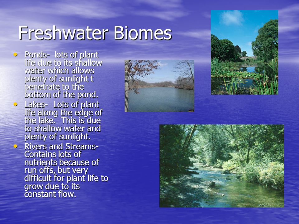 Freshwater Biomes Ponds- lots of plant life due to its shallow water which allows plenty of sunlight t penetrate to the bottom of the pond.