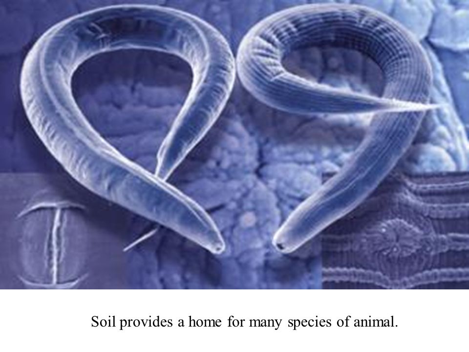 Soil provides a home for many species of animal.