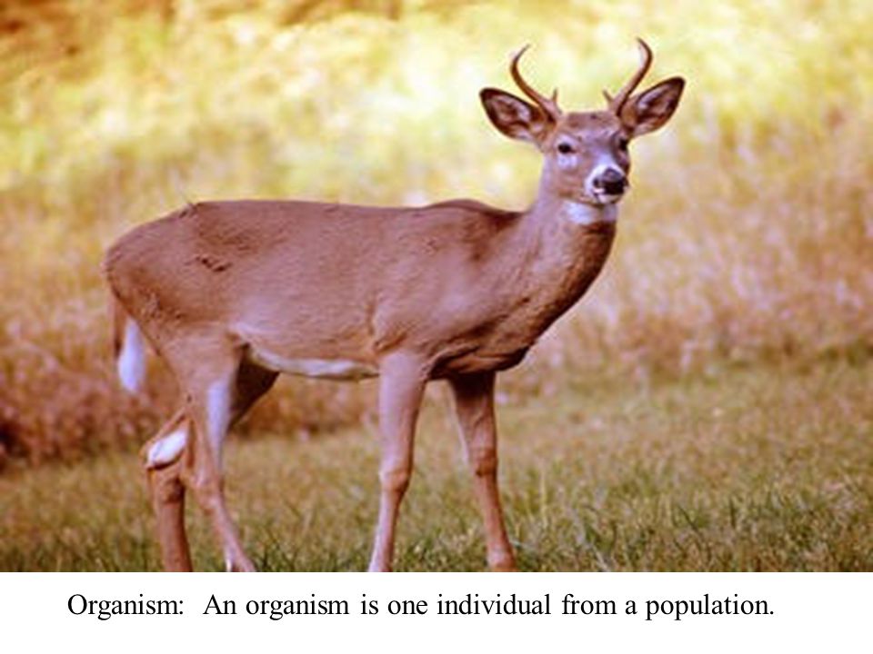 Organism: An organism is one individual from a population.