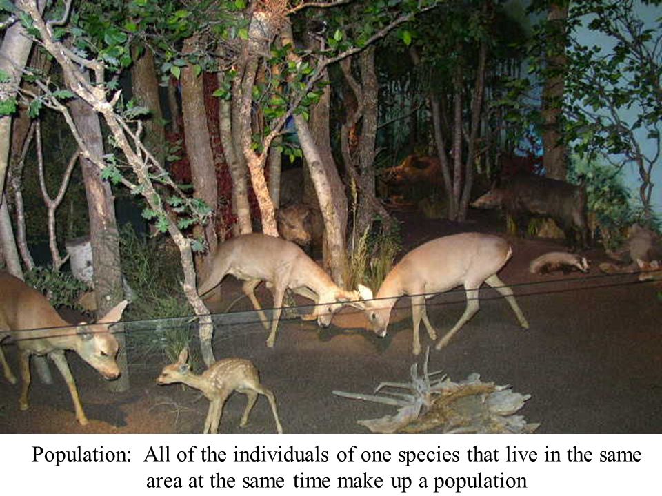 Population: All of the individuals of one species that live in the same area at the same time make up a population