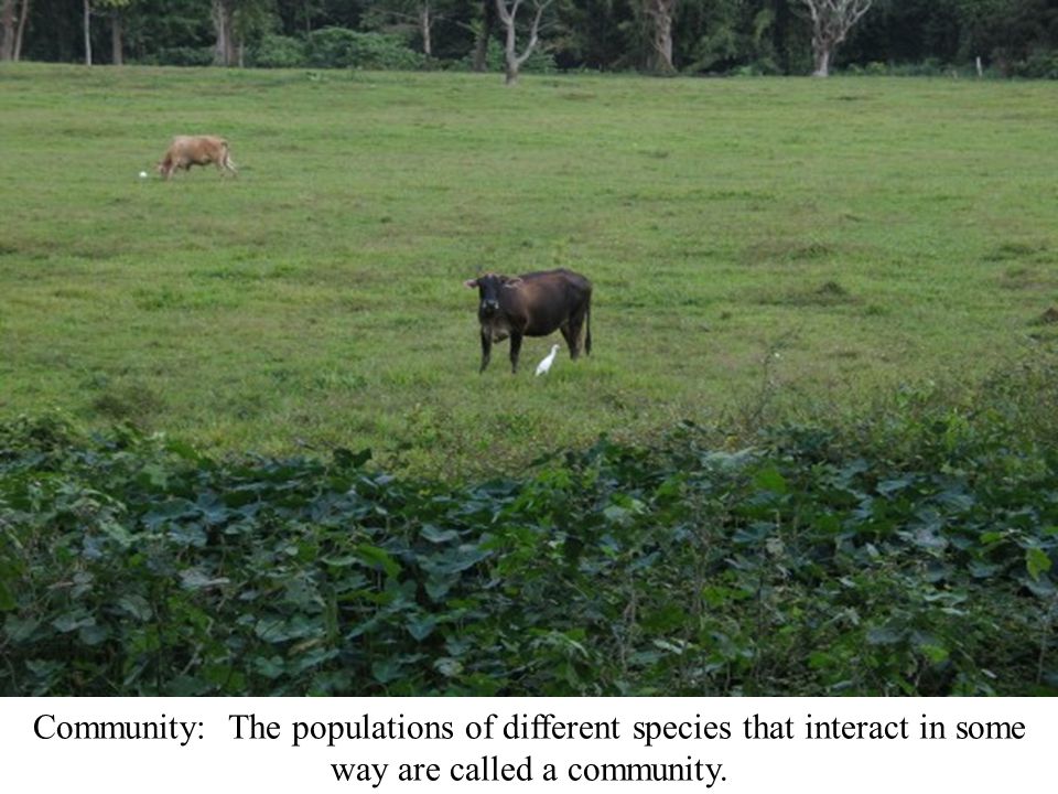 Community: The populations of different species that interact in some way are called a community.