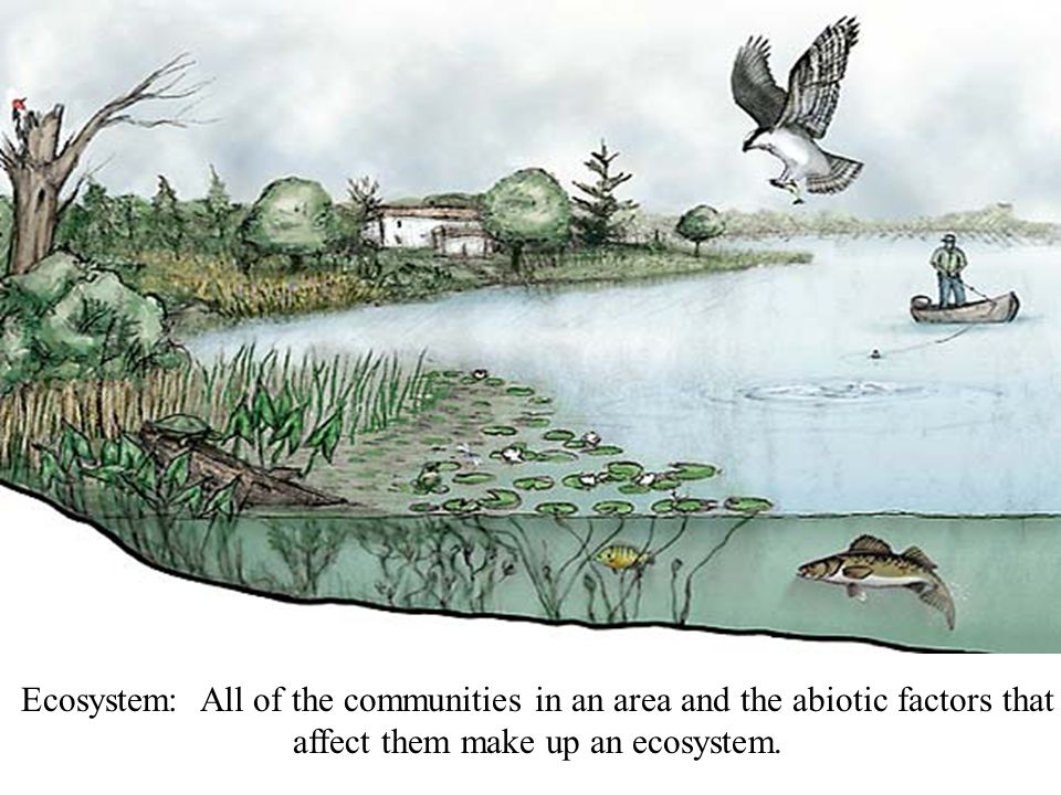 Ecosystem: All of the communities in an area and the abiotic factors that affect them make up an ecosystem.