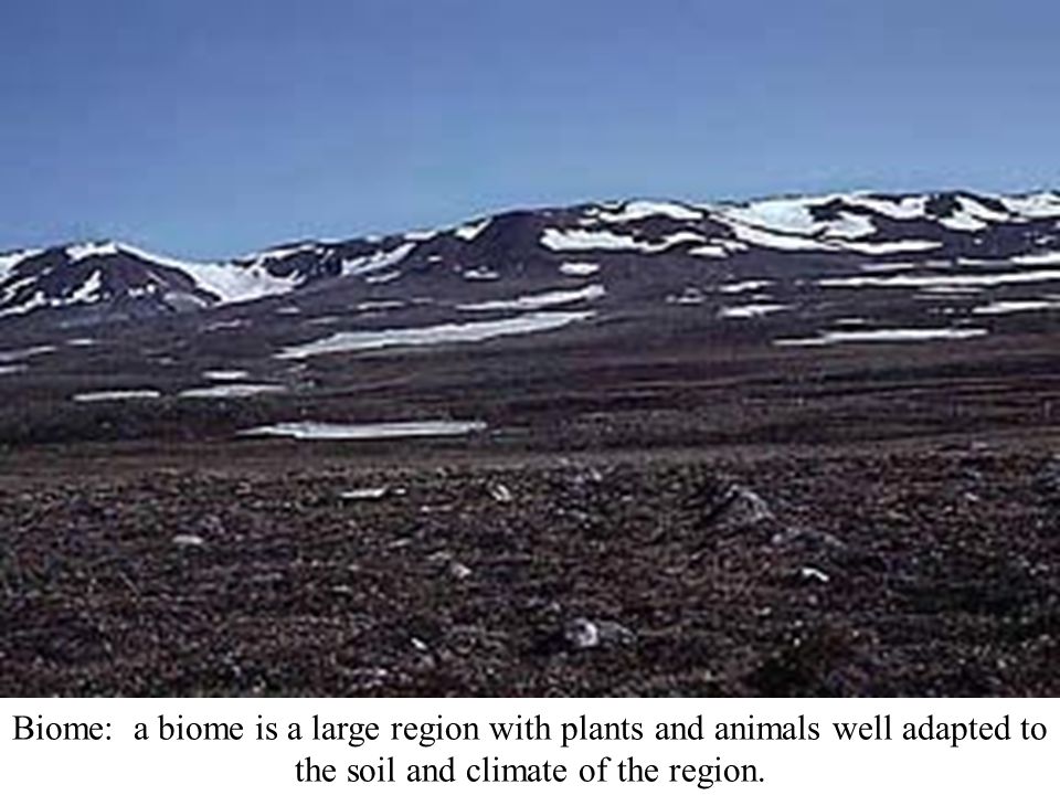 Biome: a biome is a large region with plants and animals well adapted to the soil and climate of the region.