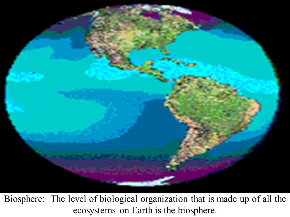 Biosphere: The level of biological organization that is made up of all the ecosystems on Earth is the biosphere.