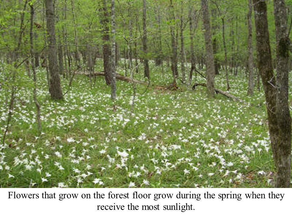 Flowers that grow on the forest floor grow during the spring when they receive the most sunlight.