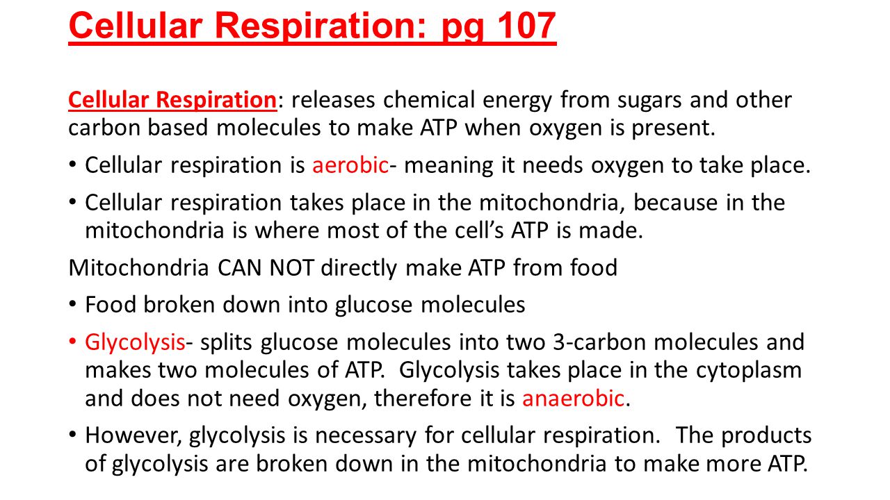 Cellular Respiration: pg 107