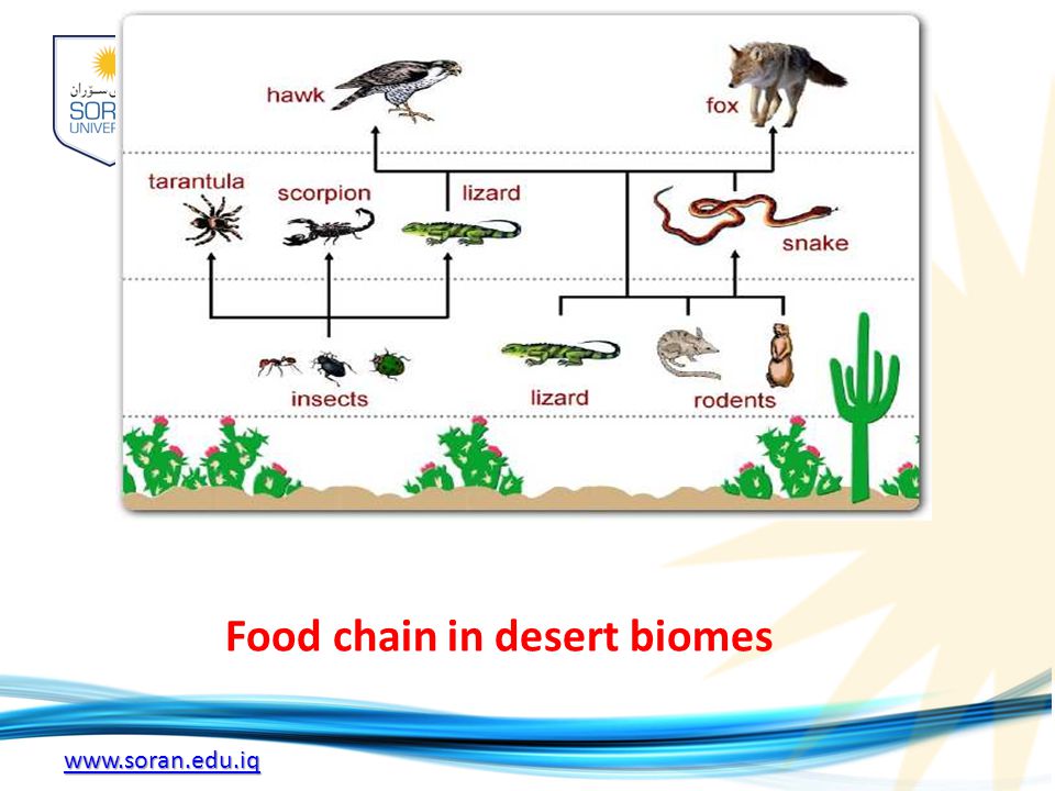 Схема цепи питания пустыни. Пищевая цепочка пустыни.
