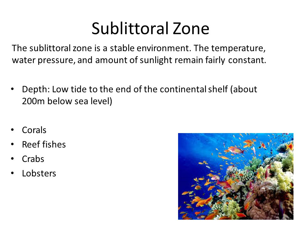sublittoral zone animals