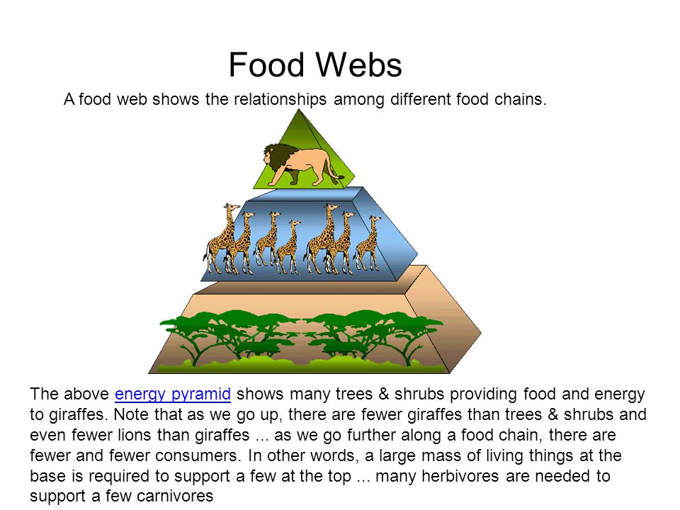 Food Webs A food web shows the relationships among different food chains.