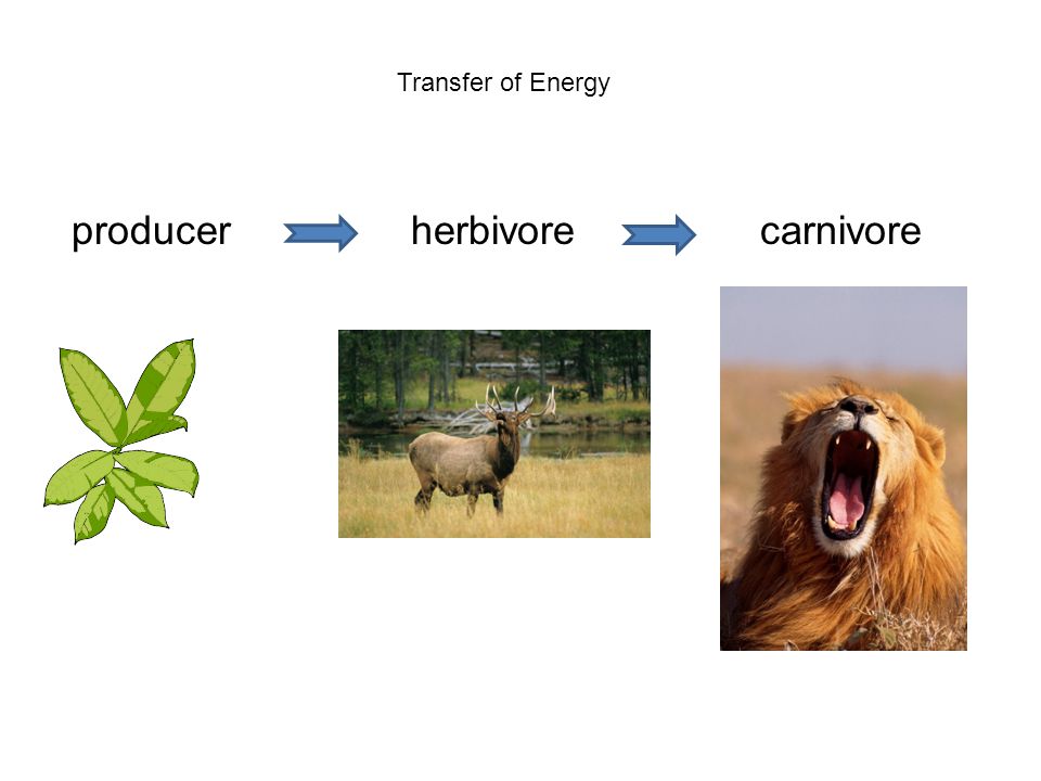 producer herbivore carnivore