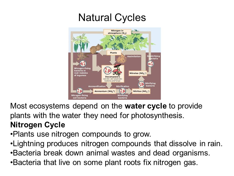 Natural Cycles Most ecosystems depend on the water cycle to provide plants with the water they need for photosynthesis.