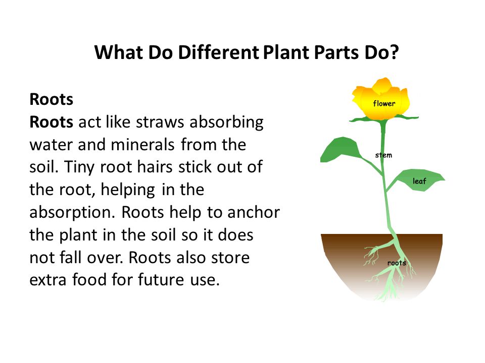 What Do Different Plant Parts Do