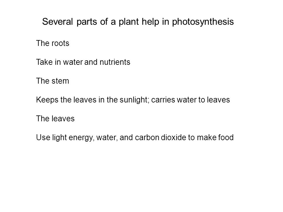 Several parts of a plant help in photosynthesis