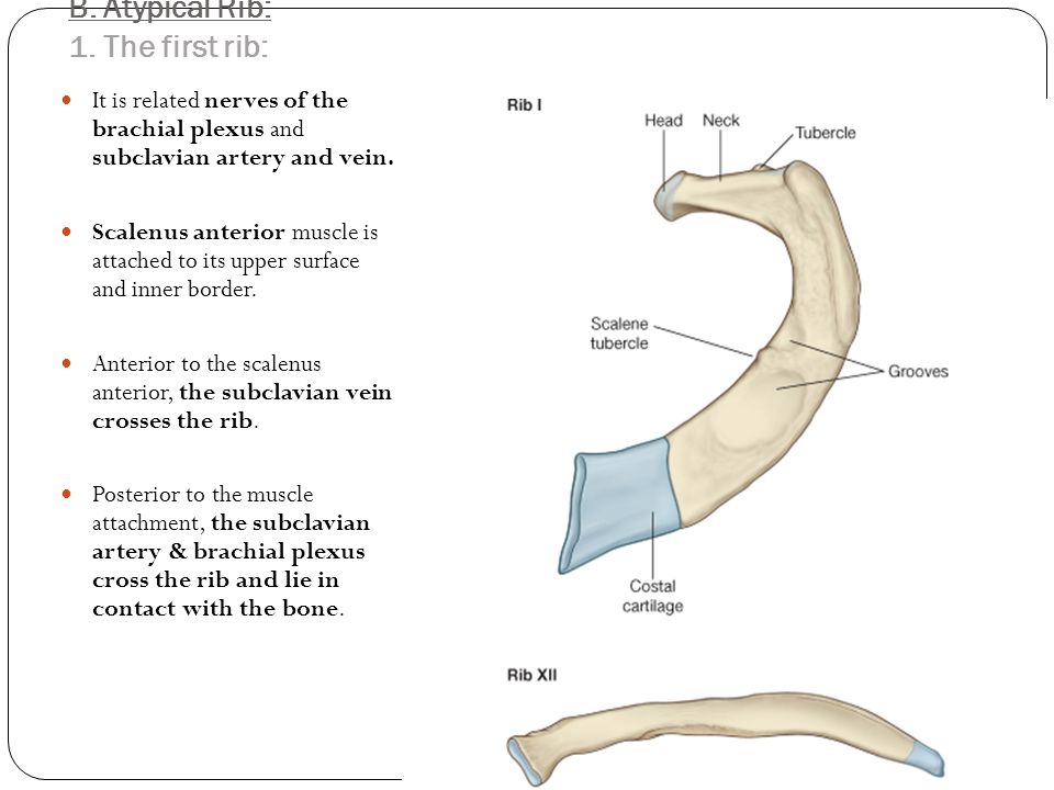 B. Atypical Rib: 1. The first rib.