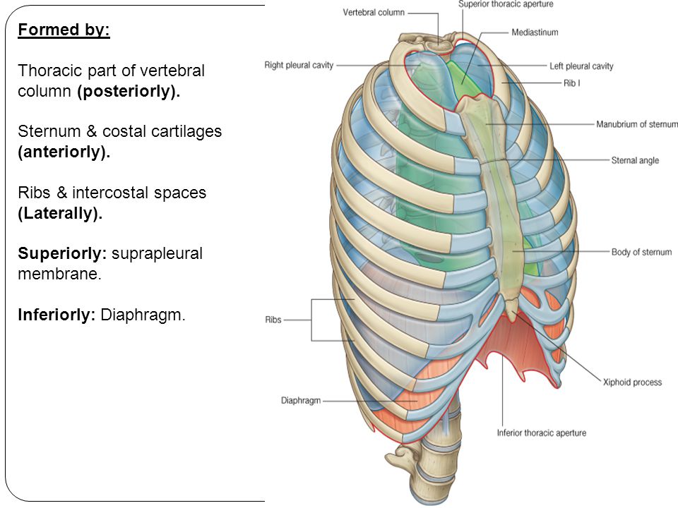 anatomy-lecture-3-thoracic-wall-1-slides