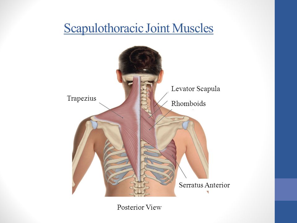 Image result for scapulothoracic joint