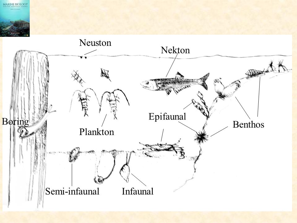 Бентос планктон нектон схема