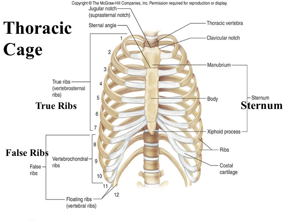 Anatomy Rib Cage Labeled / Anatomy The Sternum Rib Cage Vertebrae ...