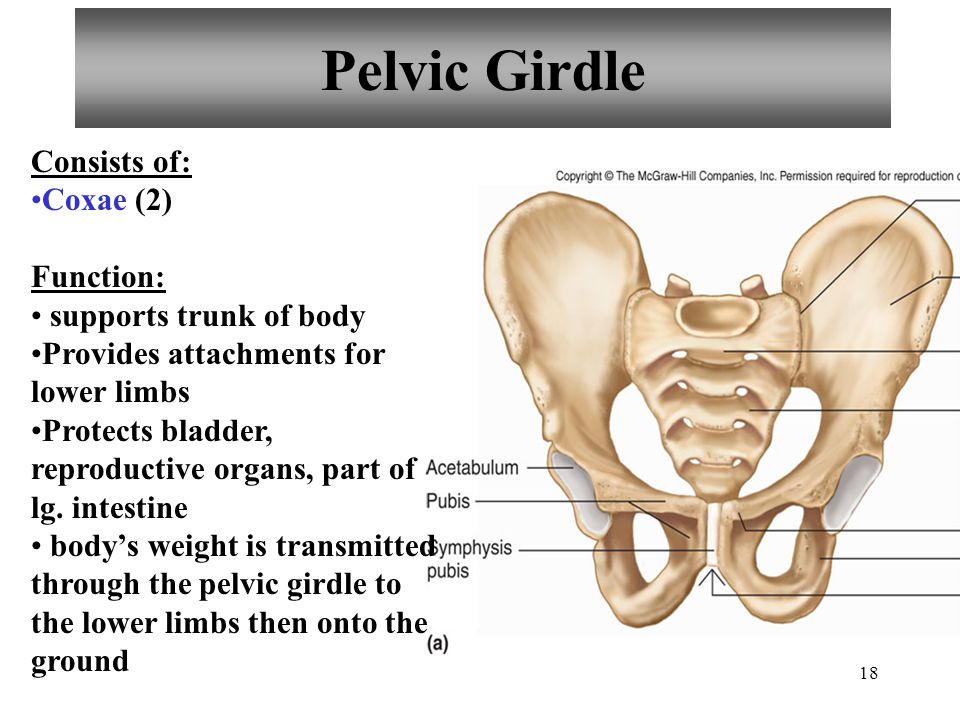Pelvic Girdle Consists of: Coxae (2) Function: supports trunk of body.