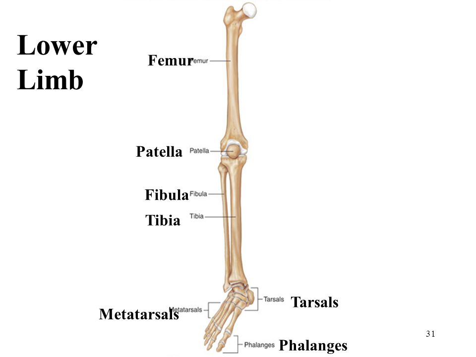Page 84. Lower Limb. Skeleton of the lower Limb. Lower Limb Bones. Muscles and Bones of lower Limb.