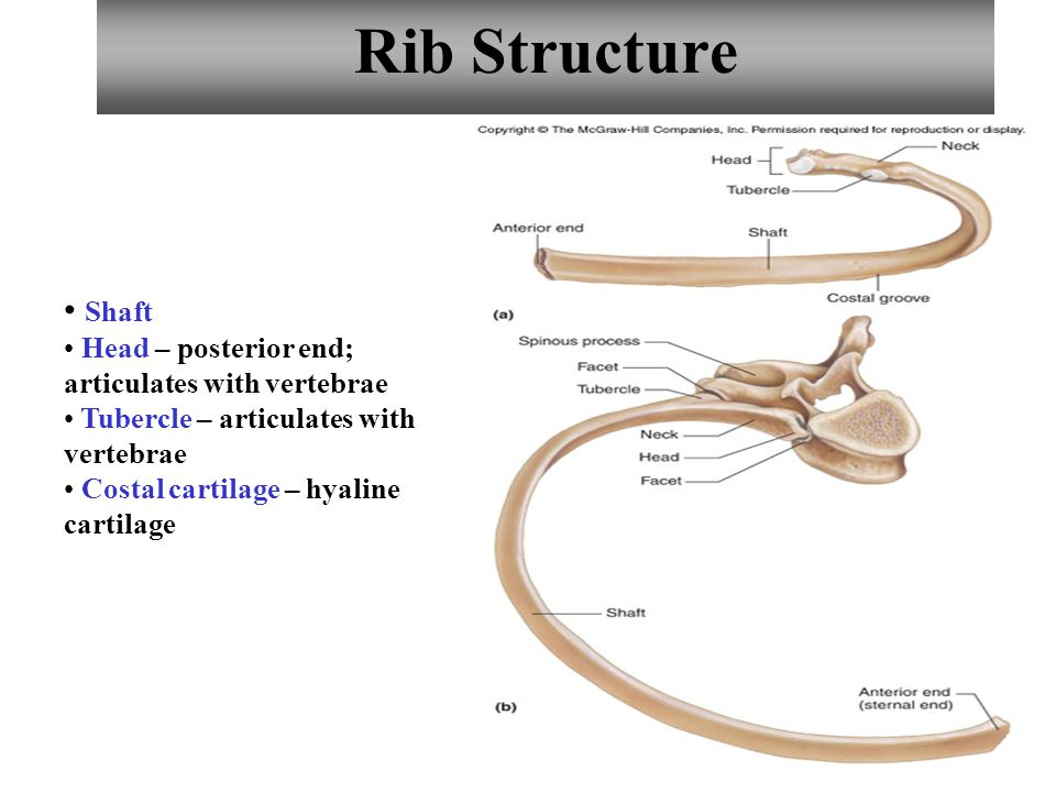 Page 84. Rib structure. Parts of Ribs. Structure of Cartilage. Ribs channel.