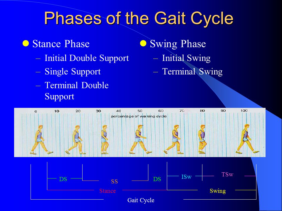 Phases of the Gait Cycle And Determinants of Gait - ppt video online  download