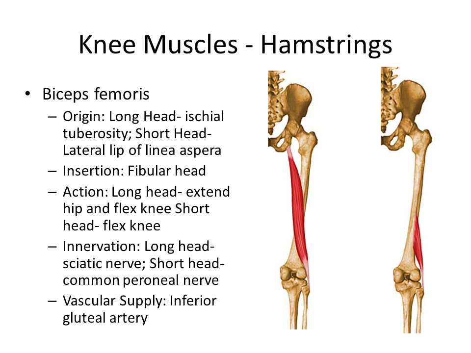 Action: Long head- extend hip and flex knee Short head- flex knee. 