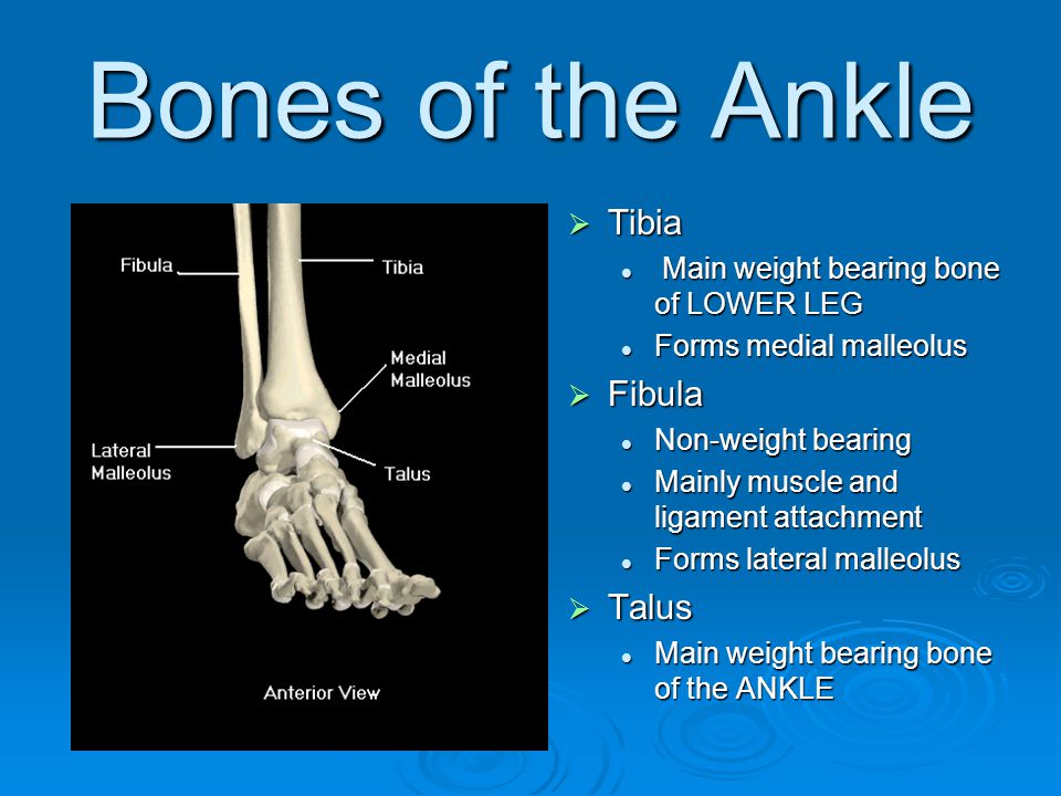 Bear bones. Lateral Malleolus кость. Lateral Malleolus кость на ступне. Fibula Ankle. Lateral Malleolus кость на ступне болит под ней.