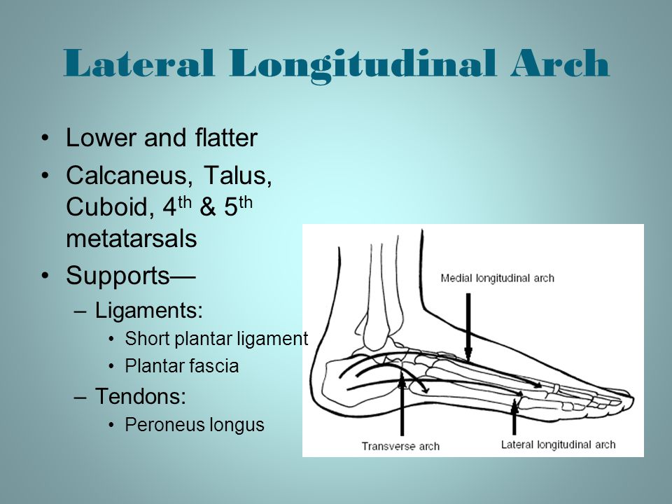 The Foot Chapter ppt video online download