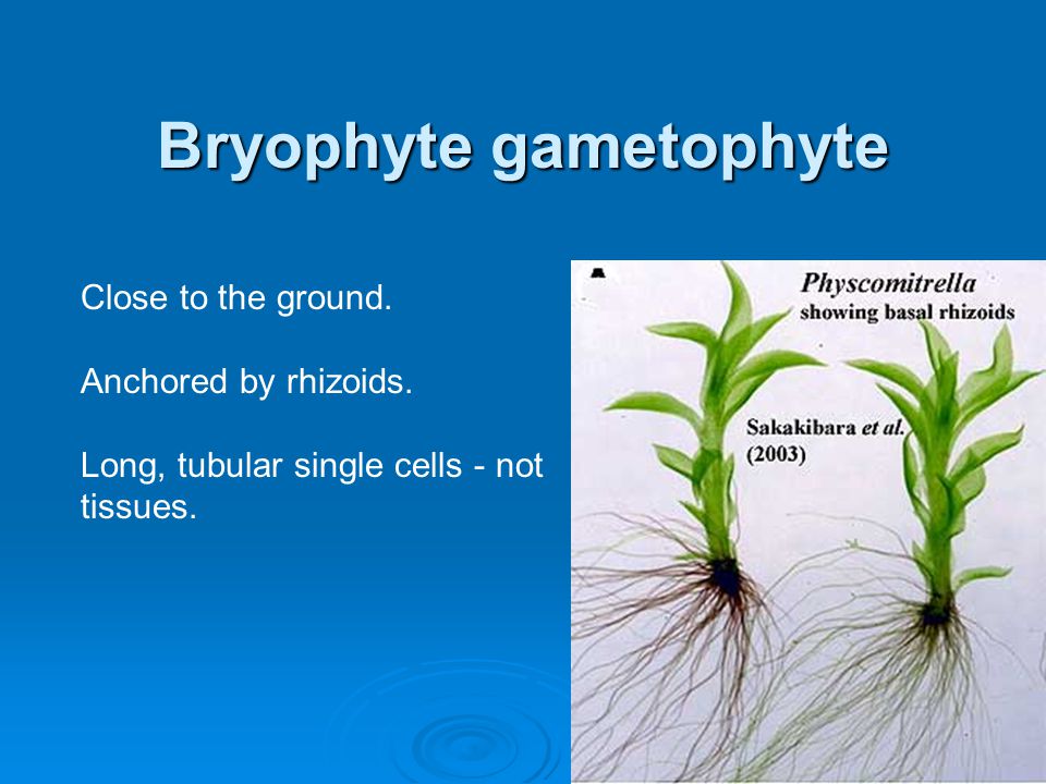 Bryophyte gametophyte
