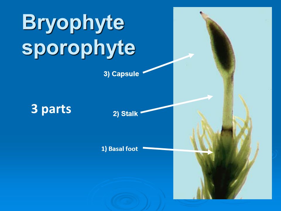 Bryophyte sporophyte 3) Capsule 3 parts 2) Stalk 1) Basal foot