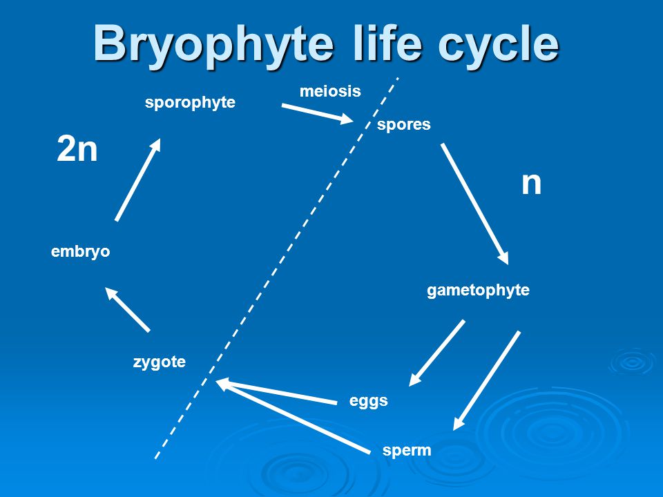 Bryophyte life cycle 2n n meiosis sporophyte spores embryo gametophyte