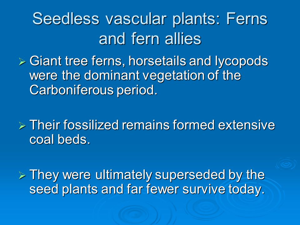 Seedless vascular plants: Ferns and fern allies