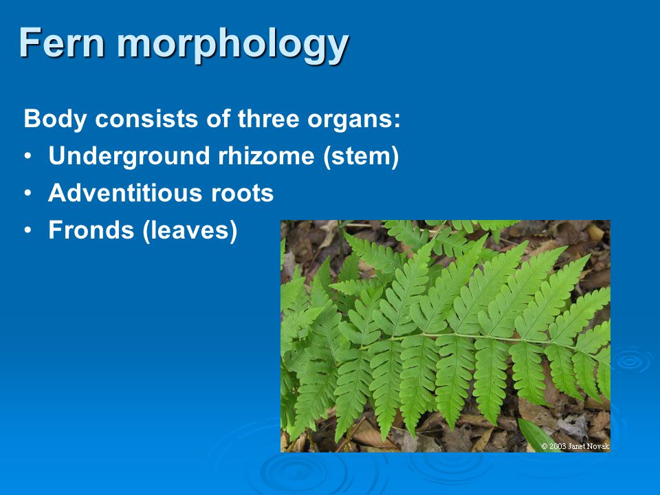 Fern morphology Body consists of three organs: