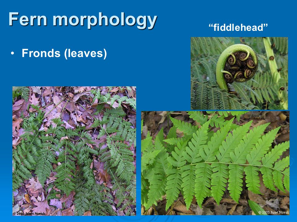 Fern morphology fiddlehead Fronds (leaves) 31