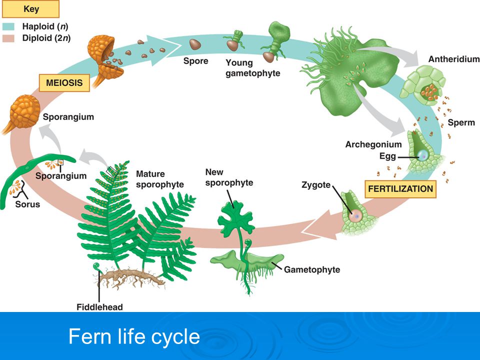 Fern life cycle