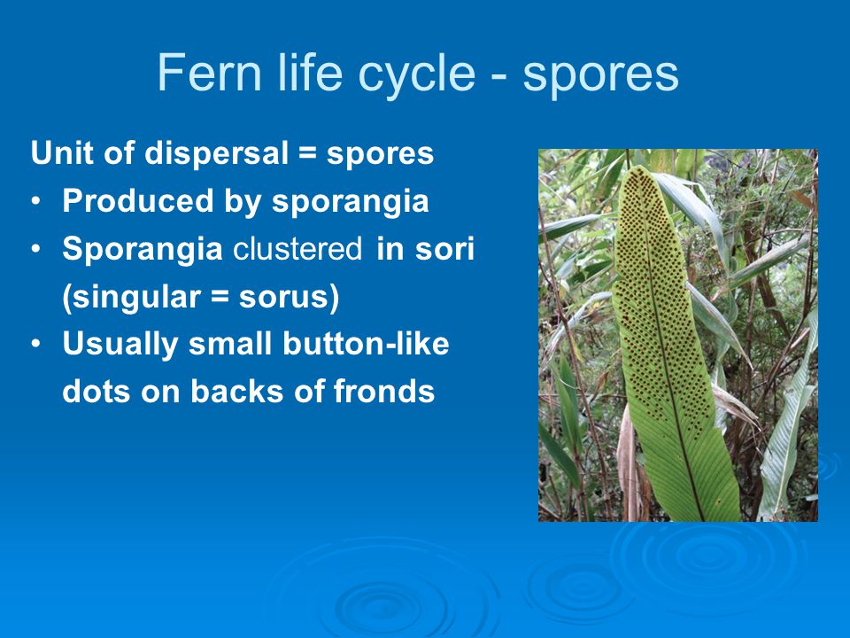 Fern life cycle - spores