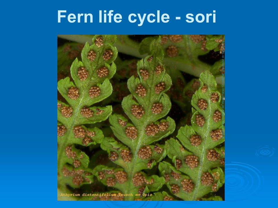 Fern life cycle - sori 35