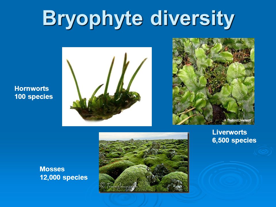 Bryophyte diversity Hornworts 100 species Liverworts 6,500 species