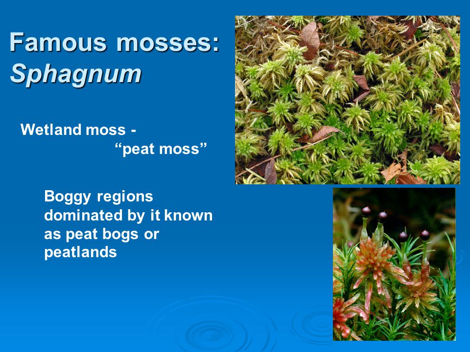 Famous mosses: Sphagnum